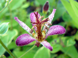 Tricyrtis formosana 'Samurai'