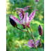 Tricyrtis formosana 'Dark Beauty'