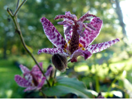 Tricyrtis formosana 'Dark Beauty'