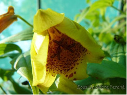 Tricyrtis macrantha ssp. macranthopsis