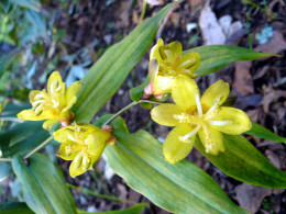 Tricyrtis perfoliata 