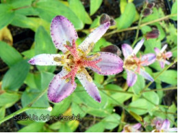 Tricyrtis 'Hototogisu'