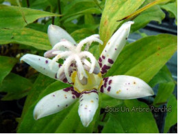 Tricyrtis hirta 'Ikura'