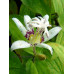 Tricyrtis hirta 'Ikura'