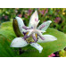 Tricyrtis hirta 'Ikura'