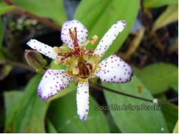 Tricyrtis 'Orihime'