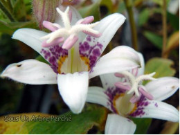 Tricyrtis 'Shisui'