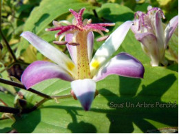 Tricyrtis hirta 'Togen'