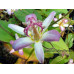 Tricyrtis hirta 'Togen'