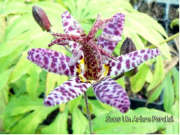 Tricyrtis formosana 'Dark Form'