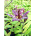 Tricyrtis formosana 'Dark Form'