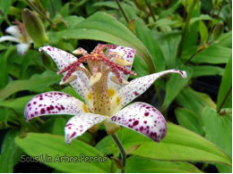 Tricyrtis hirta 'Hakushu'