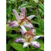 Tricyrtis hirta 'Hakushu'