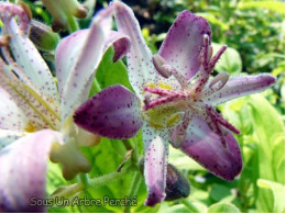 Tricyrtis hirta 'Momoyama'