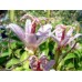 Tricyrtis formosana 'Spotted Toad' BSWJ1769