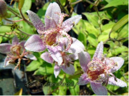 Tricyrtis formosana 'Spotted Toad' BSWJ1769