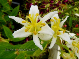 Tricyrtis lasiocarpa 'Alba'