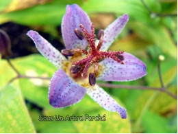 Tricyrtis lasiocarpa