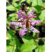 Tricyrtis 'Miyazaki'