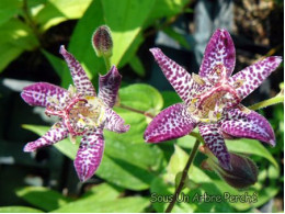 Tricyrtis 'Shikin'