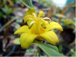 Tricyrtis perfoliata 'Spring Shine'