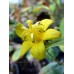 Tricyrtis perfoliata 'Spring Shine'