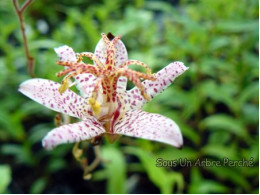 Tricyrtis formosana 'Small Wonder'