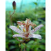 Tricyrtis formosana 'Small Wonder'