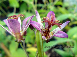 Tricyrtis 'Tanenso'