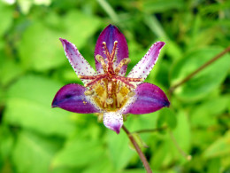 Tricyrtis lasiocarpa 'Edo-no-hana'