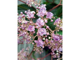 Cardiandra x 'Perséphone'
