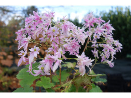 Saxifraga fortunei var. incisolobata 'Persée' 