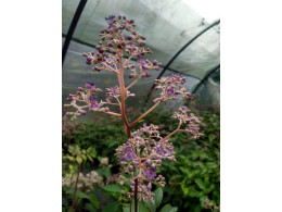 Cardiandra x 'Phèdre'