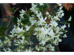 Saxifraga fortunei var. incisolobata 'Pollux' 