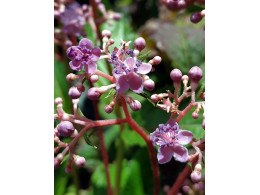 Cardiandra x 'Poppée'
