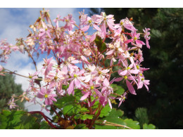 Saxifraga fortunei var. incisolobata 'Vesta' 