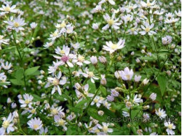 Aster cordifolius 'Photograph'