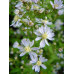 Aster cordifolius 'Photograph'