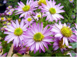 Aster ageratoides 'Ulma'