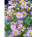 Aster ageratoides 'Ulma'