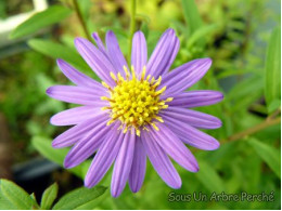 Aster ageratoides 'Aisora'