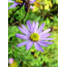 Aster ageratoides 'Aisora'