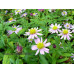 Aster ageratoides 'Obitoke'