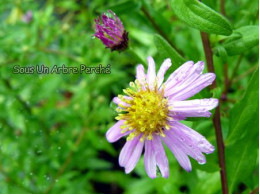 Aster ageratoides 'Obitoke'