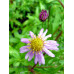 Aster ageratoides 'Obitoke'