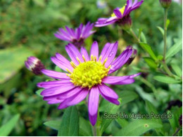 Aster ageratoides 'Yubae'