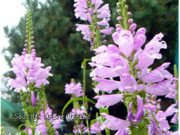 Physostegia virginiana 'Von Wassenhoven'