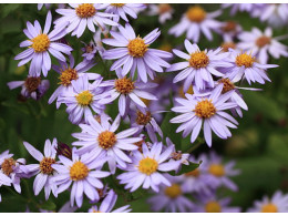 Aster microcephalus var ovatus