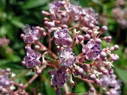 Cardiandra x 'Yseult'