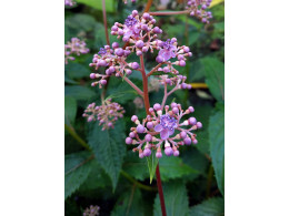 Cardiandra x 'Zénobie'